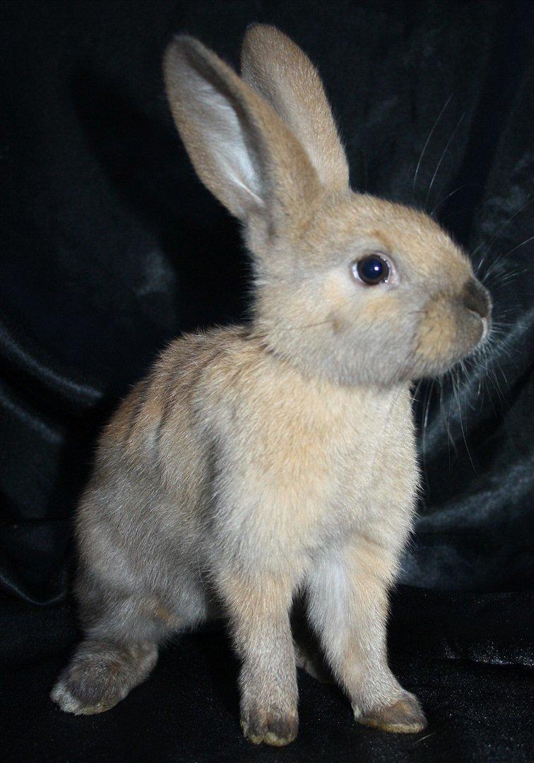 Kanin Magics Mindy billede 4