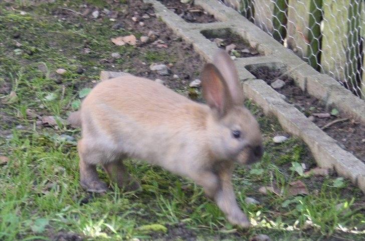 Kanin Magics Mindy billede 5