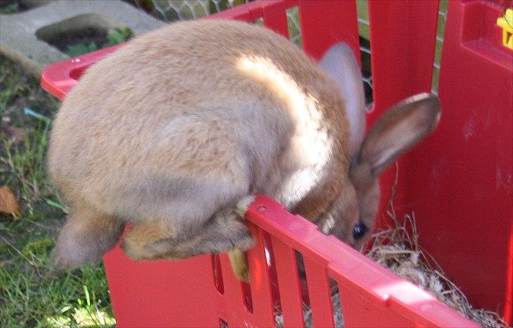 Kanin Magics Mindy billede 6