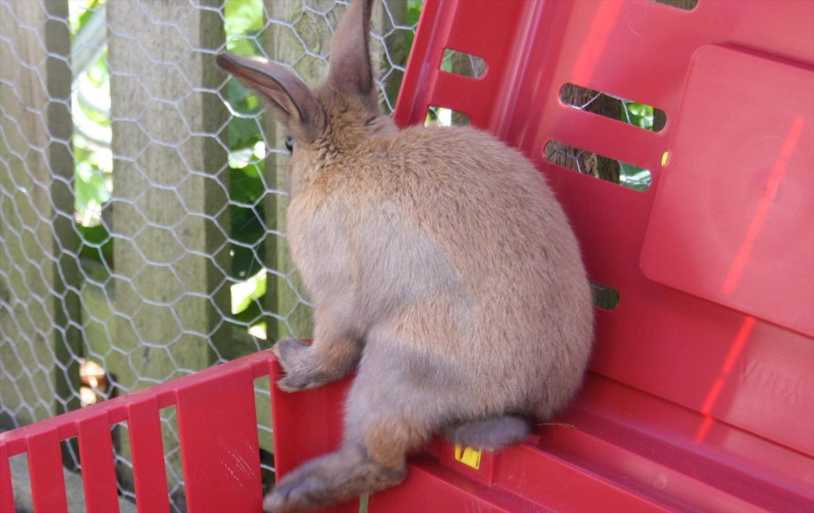 Kanin Magics Mindy billede 7