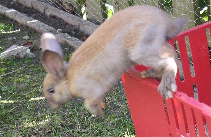 Kanin Magics Mindy billede 8