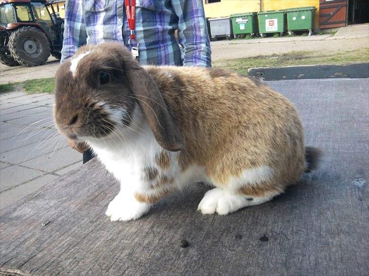 Kanin Tillas Zeus billede 3