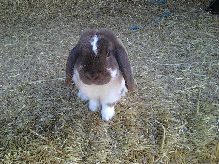 Kanin Tillas Zeus billede 2