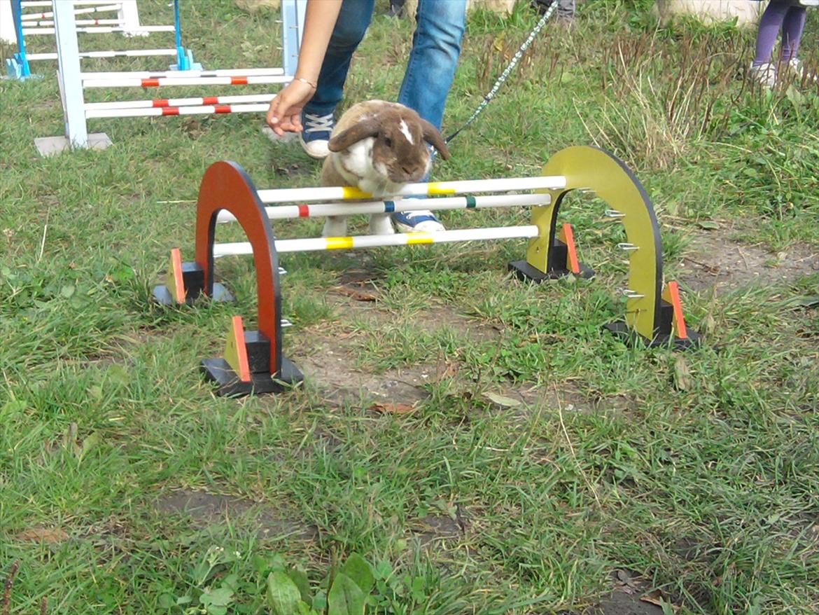 Kanin Tillas Zeus billede 4