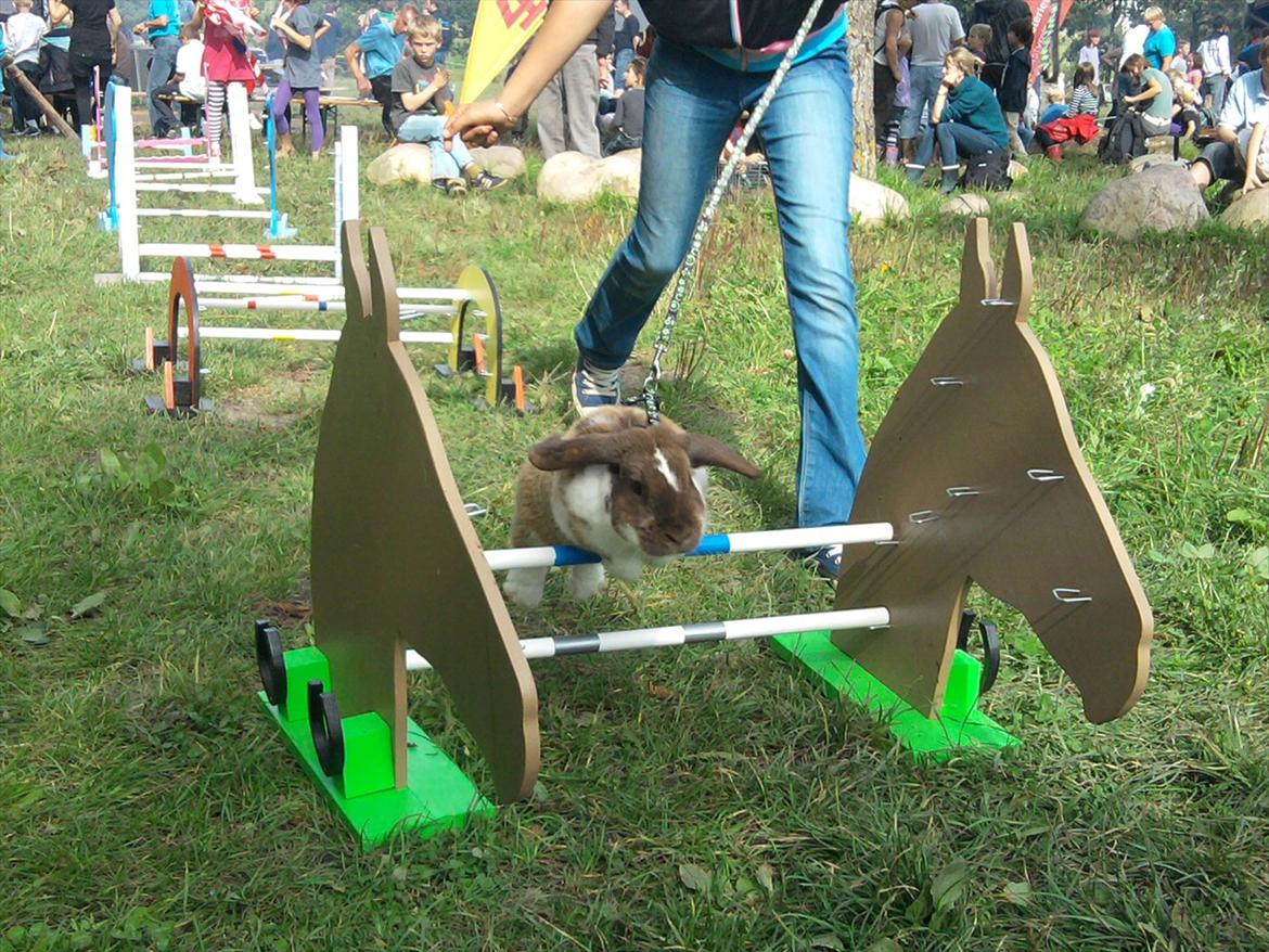 Kanin Tillas Zeus billede 5