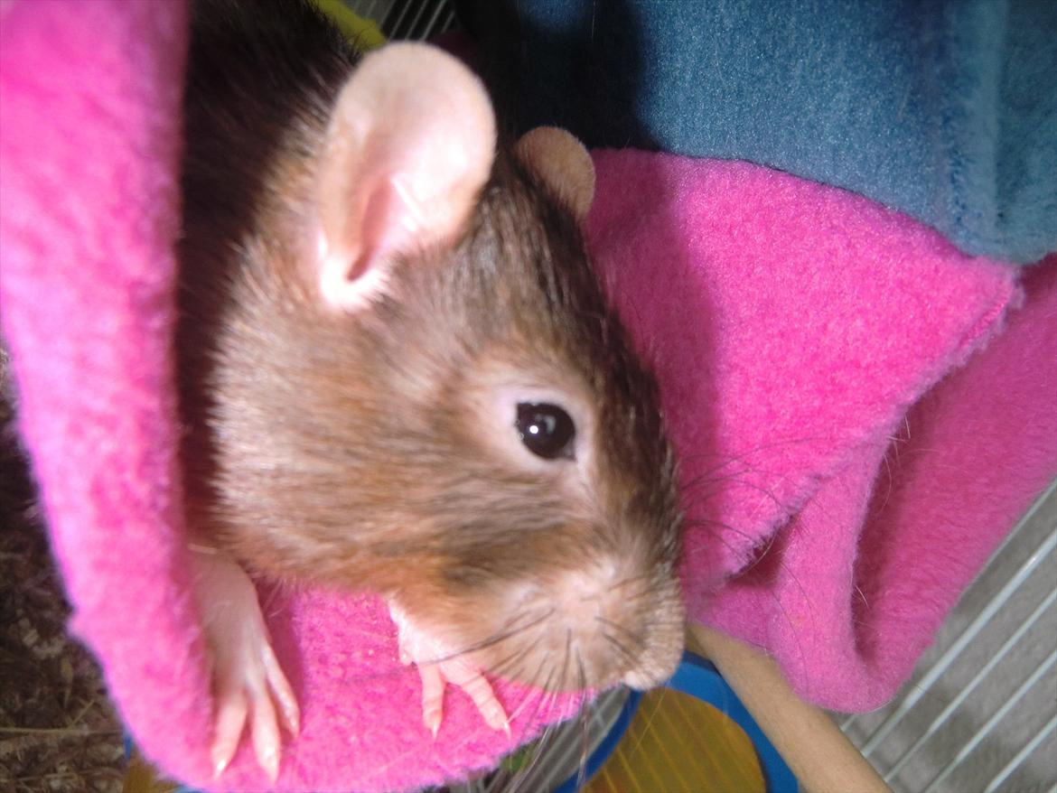 Tamrotte Ricko billede 10