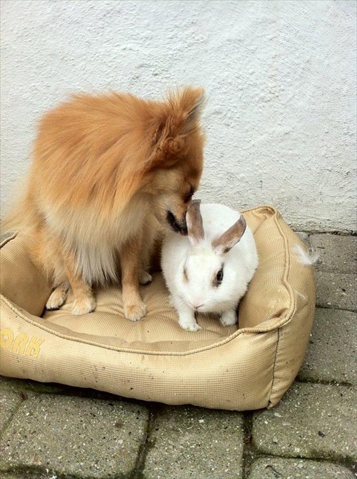 Kanin Malibu billede 2