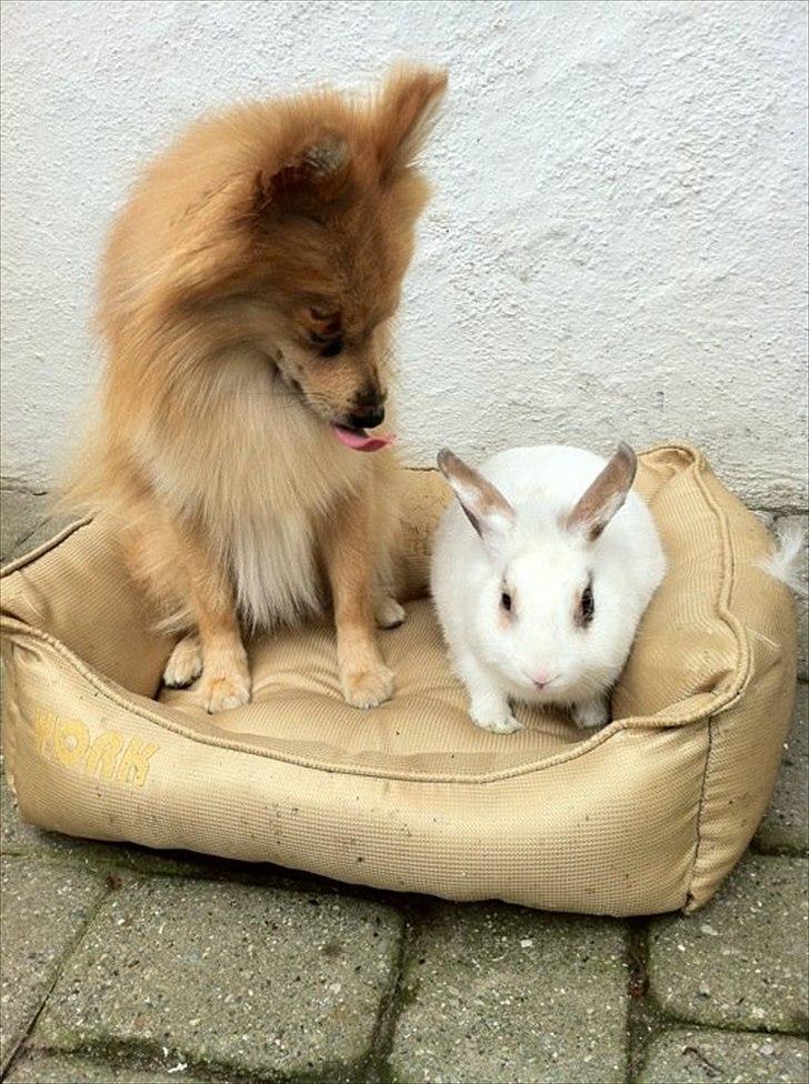 Kanin Malibu billede 3