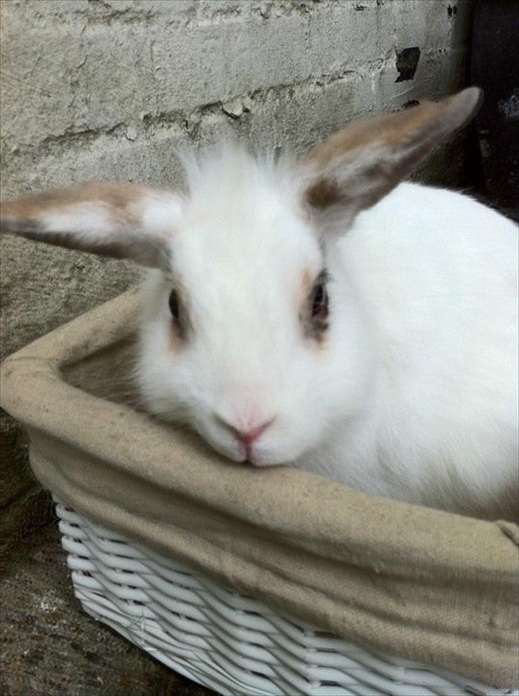 Kanin Malibu billede 4