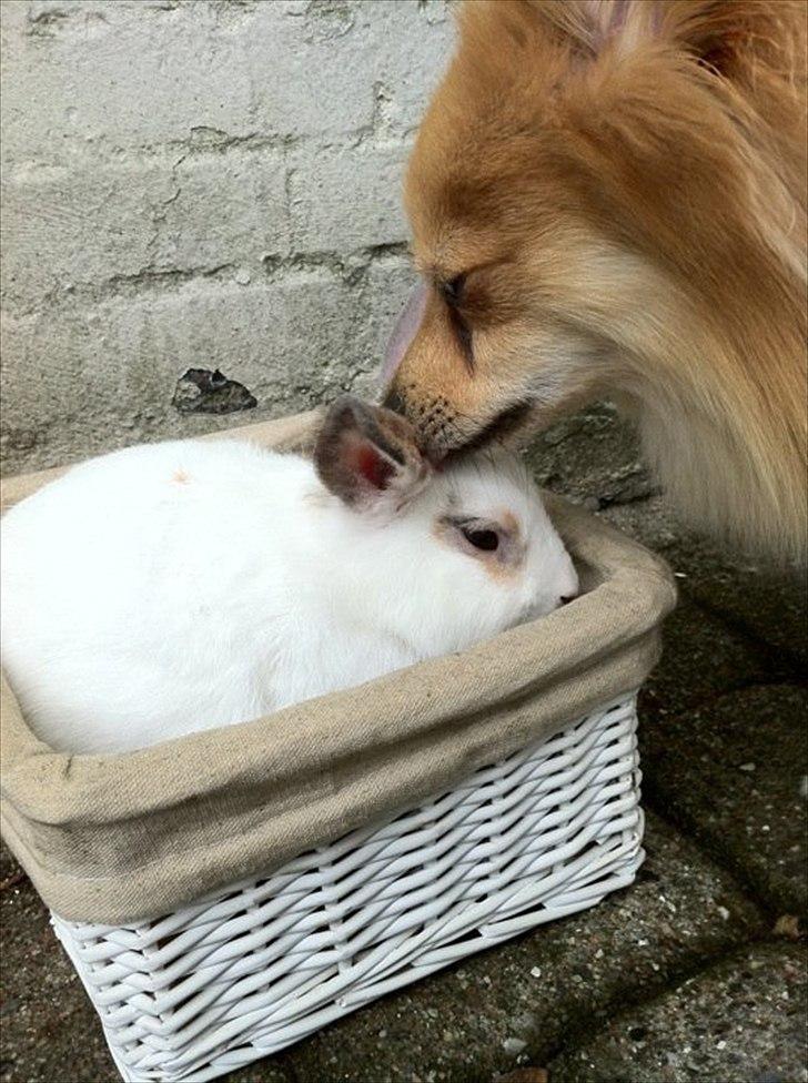 Kanin Malibu billede 5