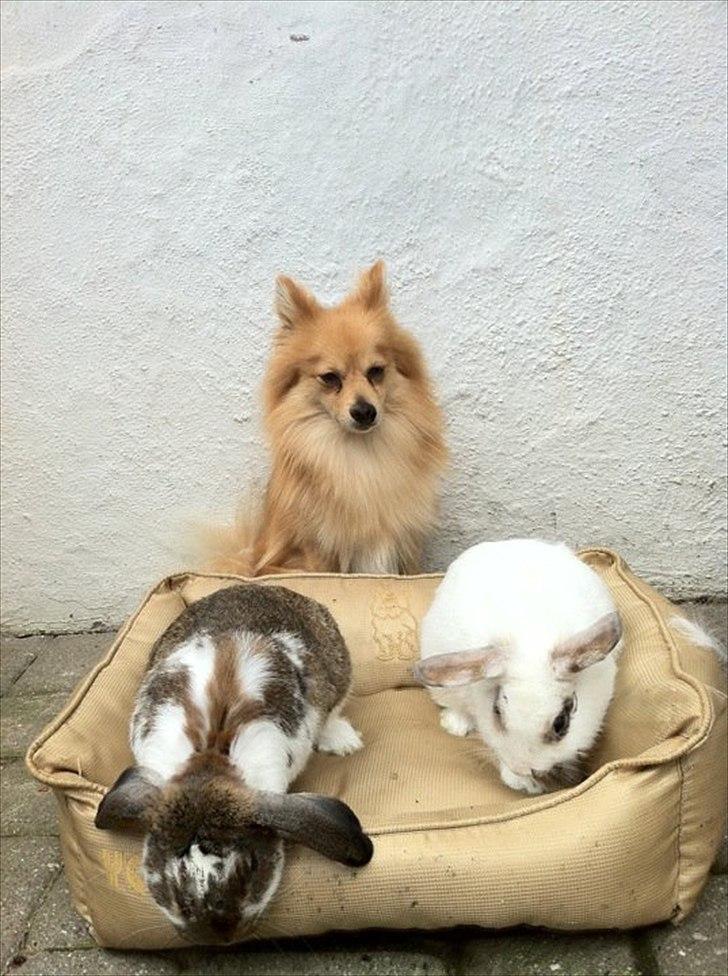 Kanin Malibu billede 6