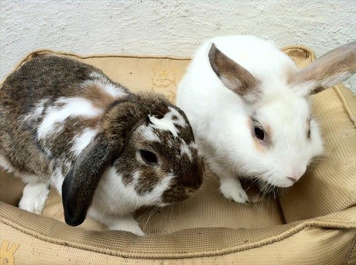 Kanin Malibu billede 7