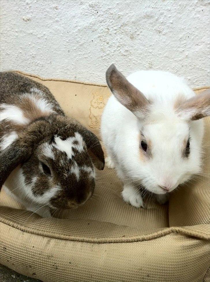 Kanin Malibu billede 8