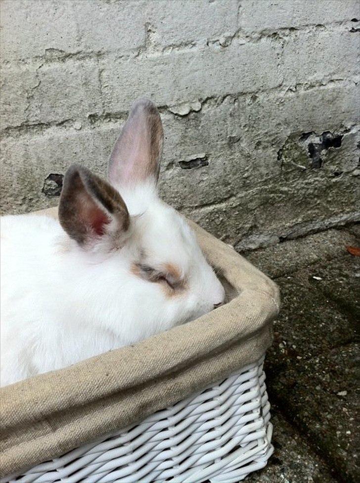 Kanin Malibu billede 9