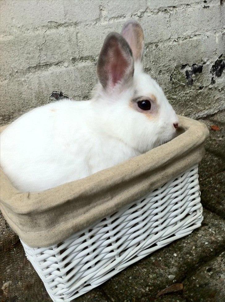 Kanin Malibu billede 10