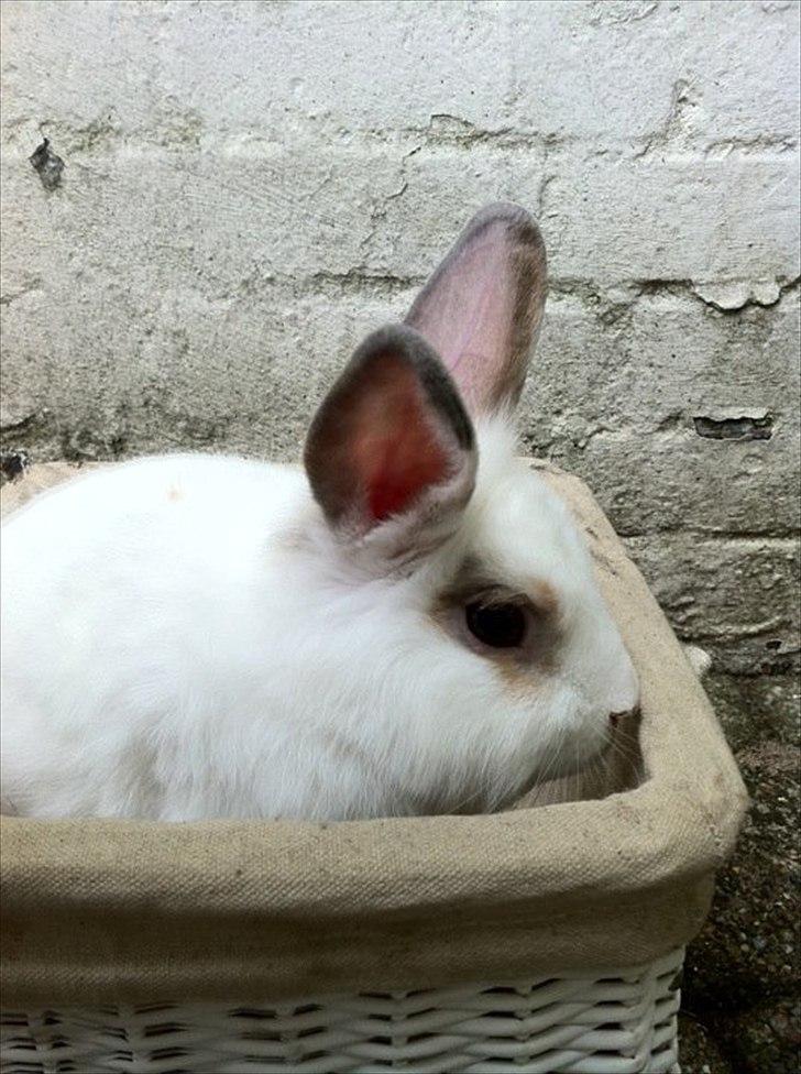 Kanin Malibu billede 11