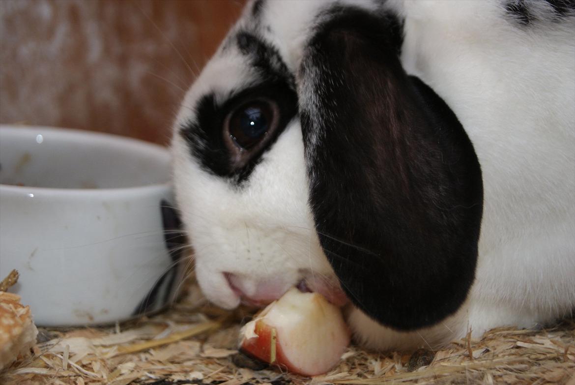 Kanin |DV| Aras´ Kasmira - Total hygge dag med alle de små 4 benede billede 22