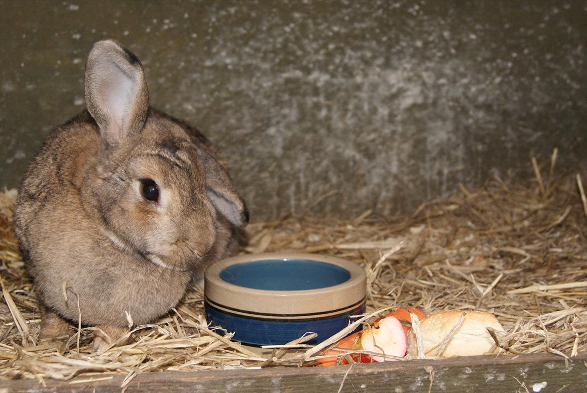Kanin Ninus - Stor hygge dag med alle totterne :* billede 19