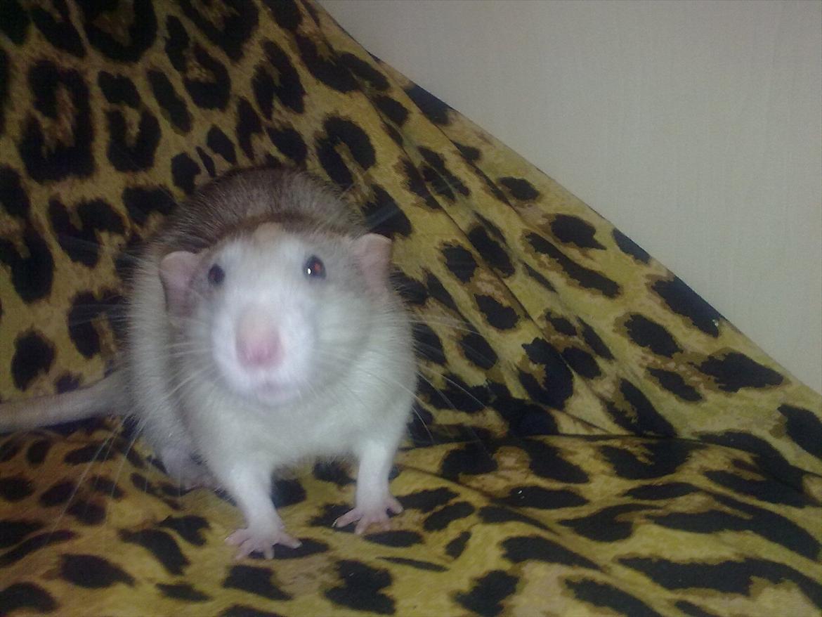 Tamrotte Dynamit<3 billede 20