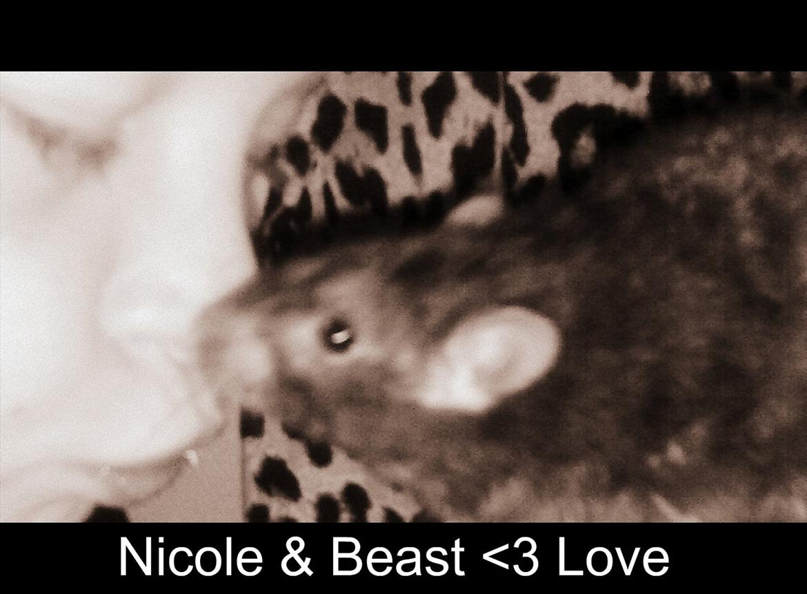 Tamrotte Beast billede 3