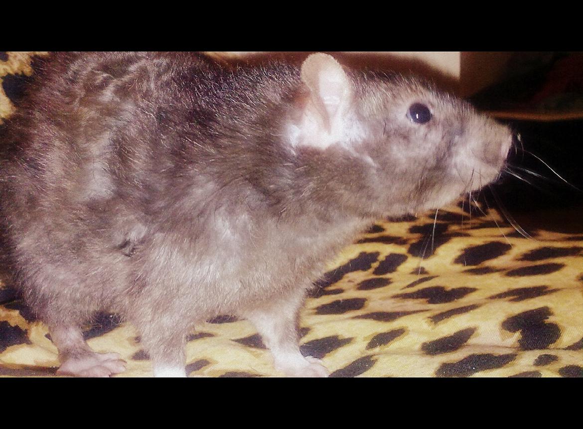 Tamrotte Beast billede 4