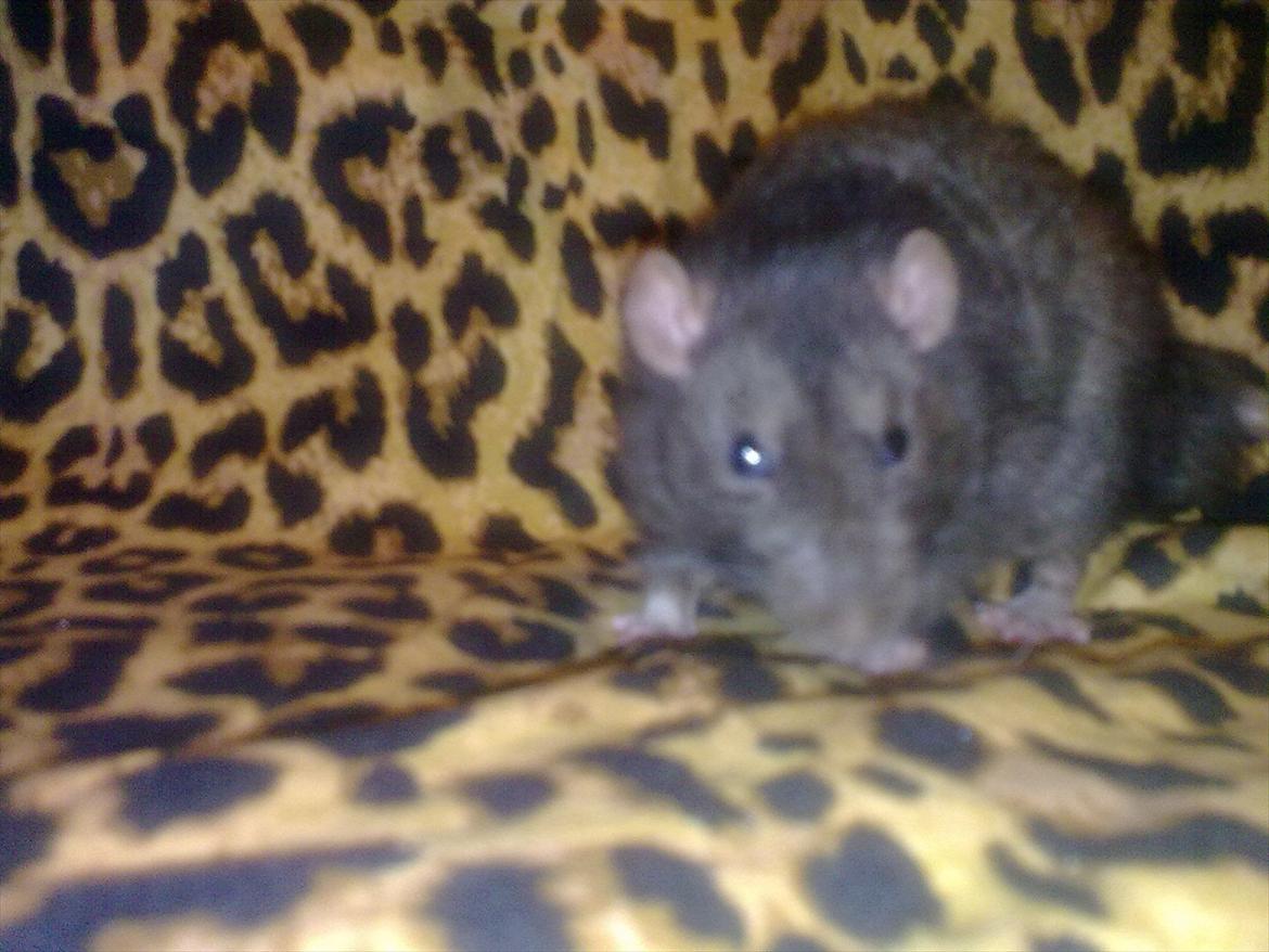 Tamrotte Beast billede 5