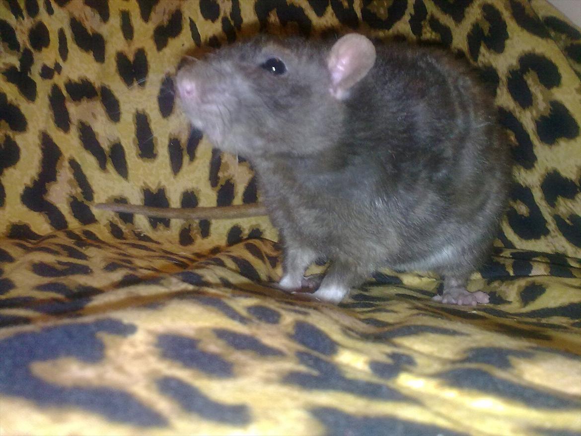 Tamrotte Beast billede 6