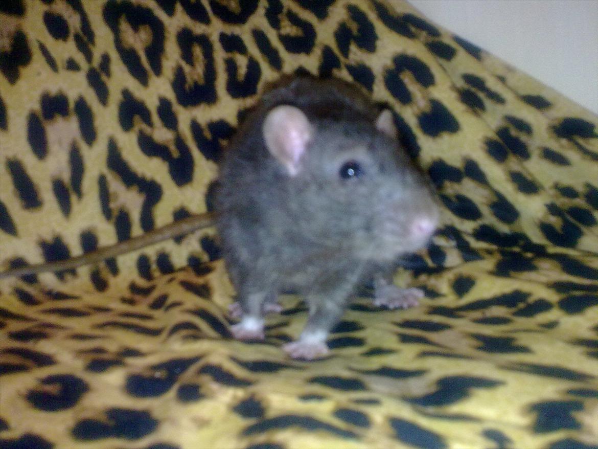 Tamrotte Beast billede 7