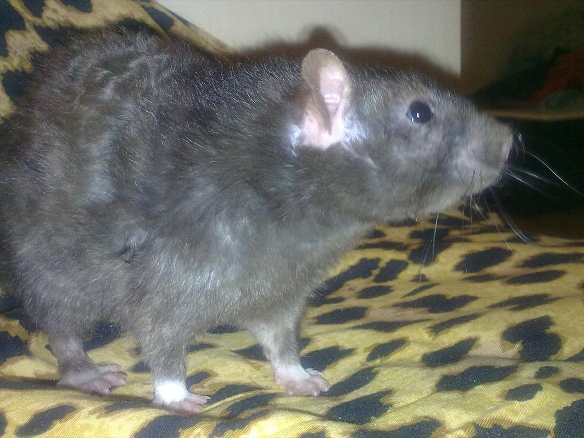 Tamrotte Beast billede 8