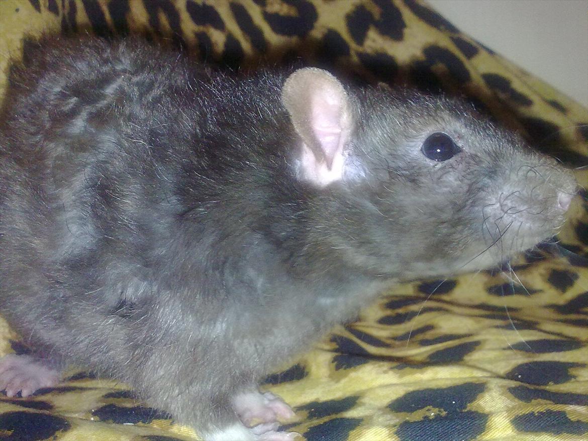 Tamrotte Beast billede 9