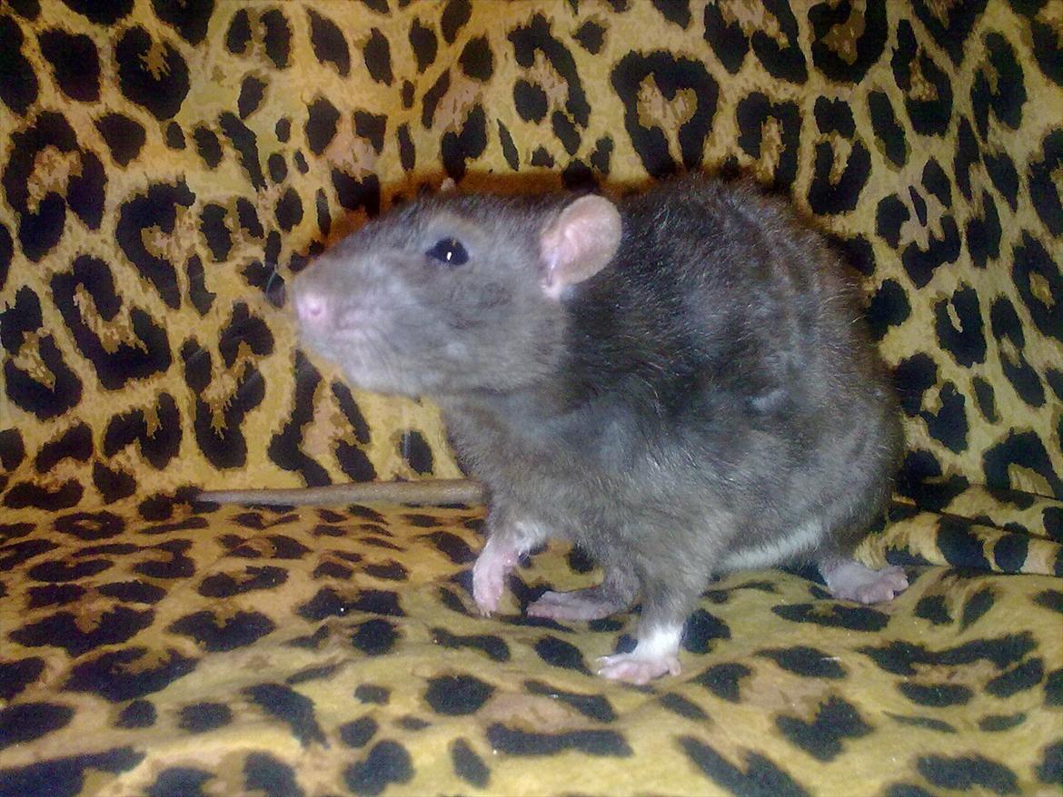 Tamrotte Beast billede 10