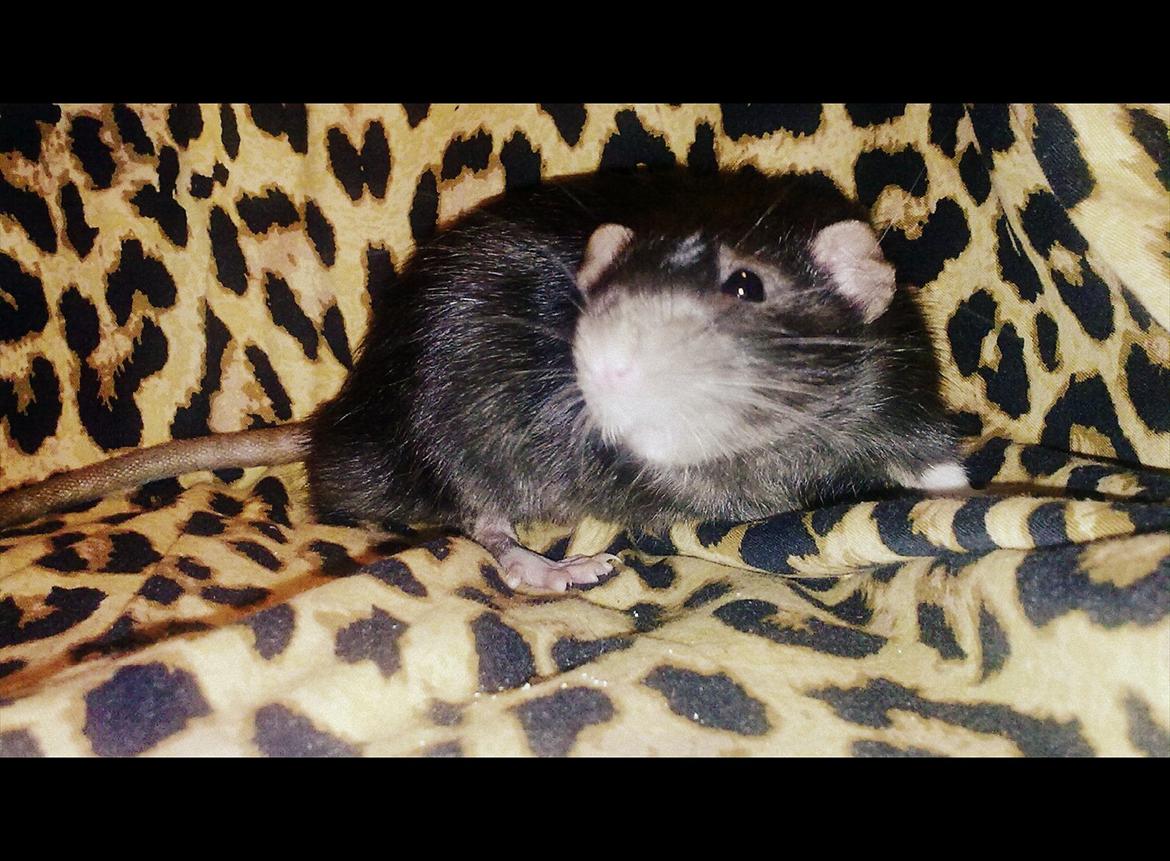 Tamrotte Beauty<3 billede 7