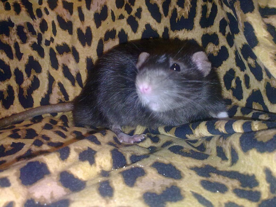 Tamrotte Beauty<3 billede 9