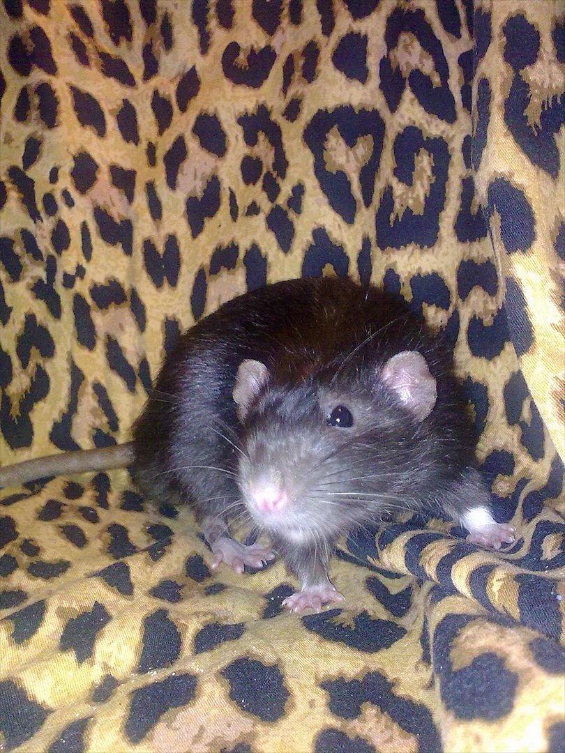 Tamrotte Beauty<3 billede 1