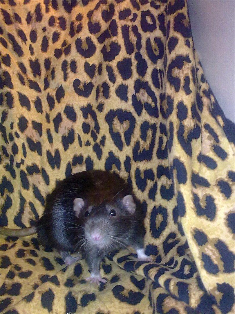 Tamrotte Beauty<3 billede 10