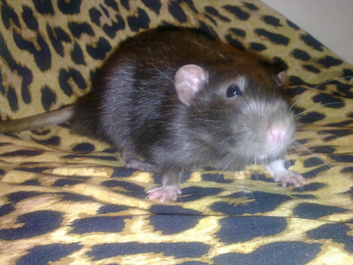 Tamrotte Beauty<3 billede 11