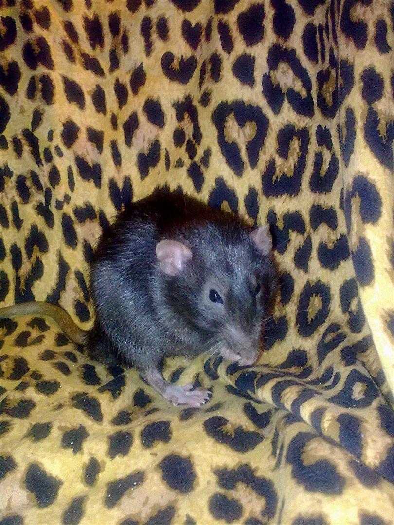 Tamrotte Beauty<3 billede 12