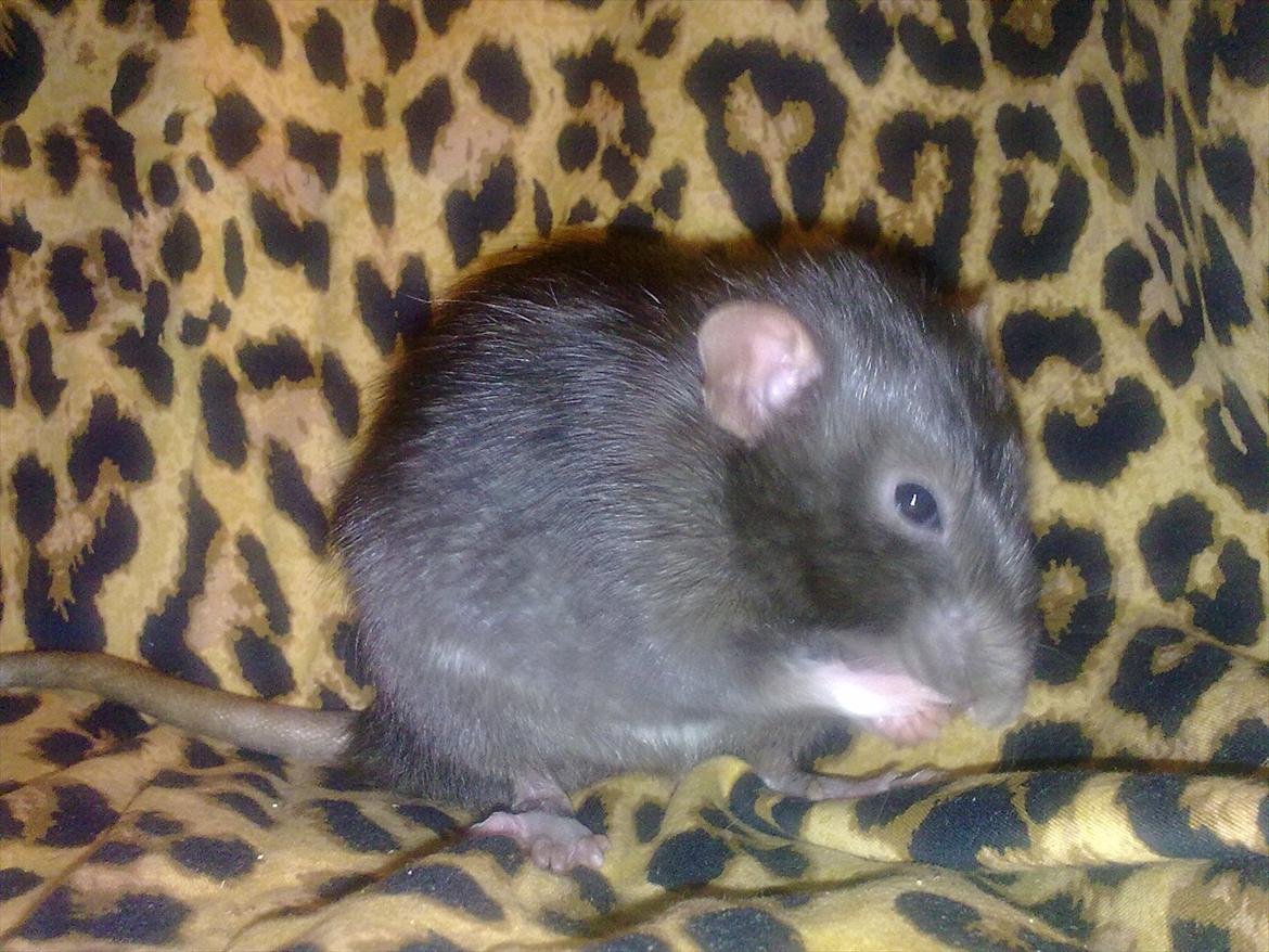 Tamrotte Beauty<3 billede 13