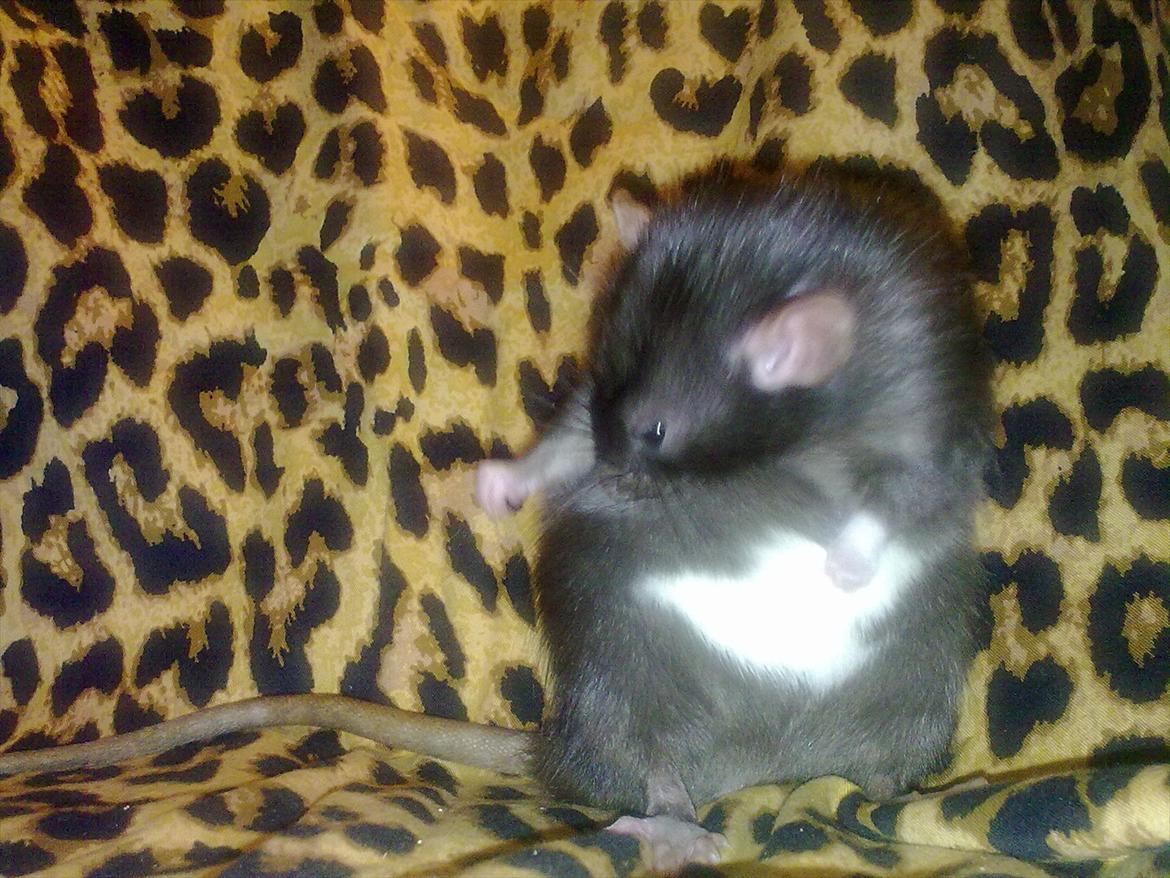 Tamrotte Beauty<3 billede 14