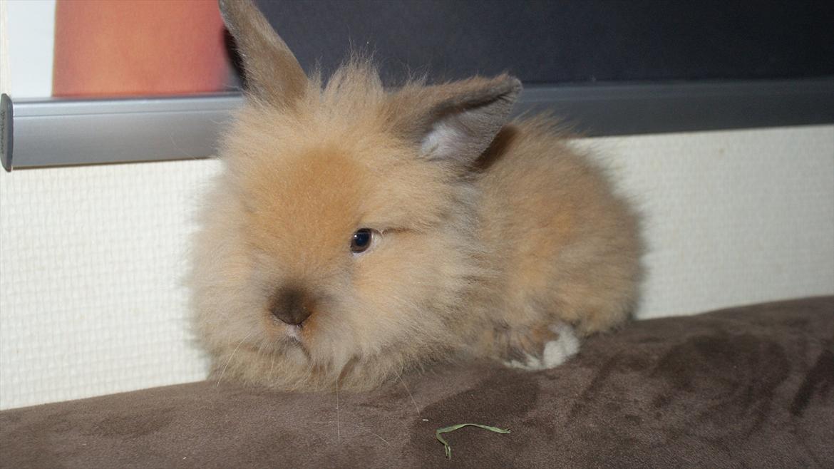 Kanin Angel billede 1