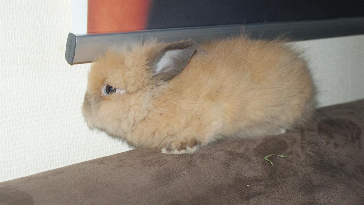 Kanin Angel billede 2