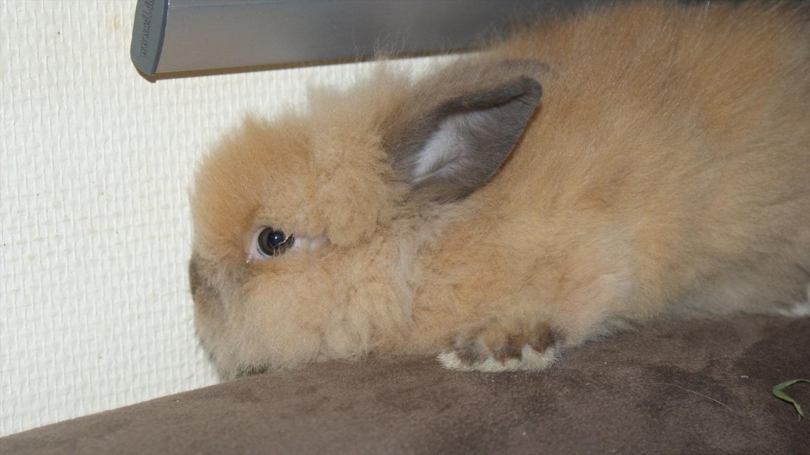 Kanin Angel billede 3