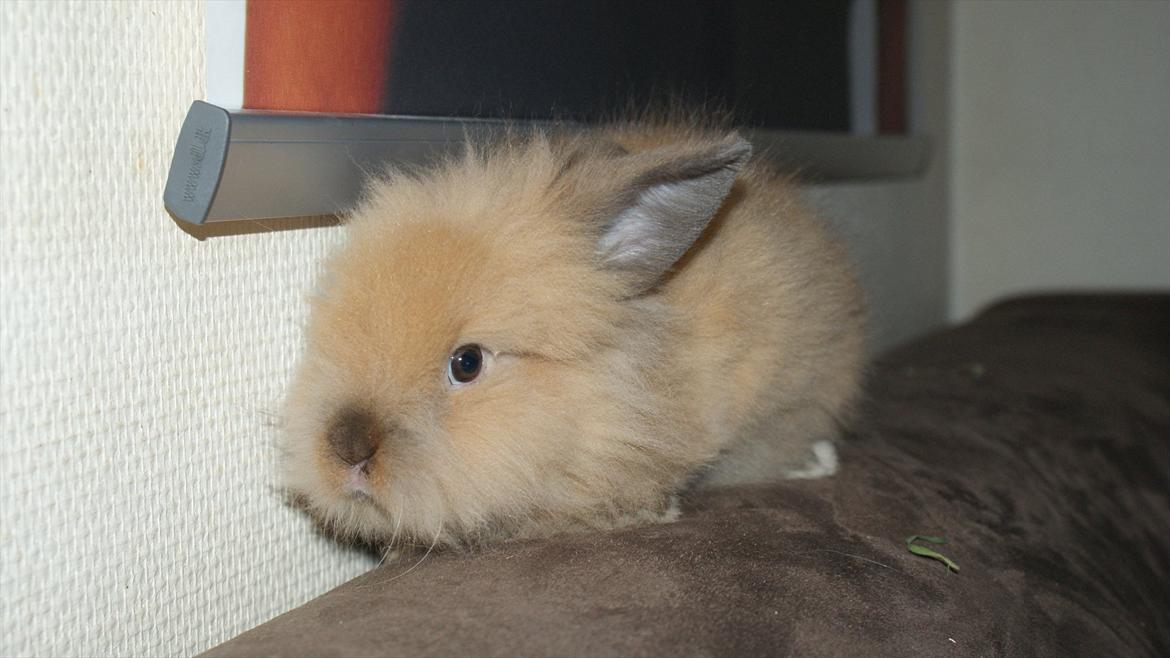 Kanin Angel billede 4