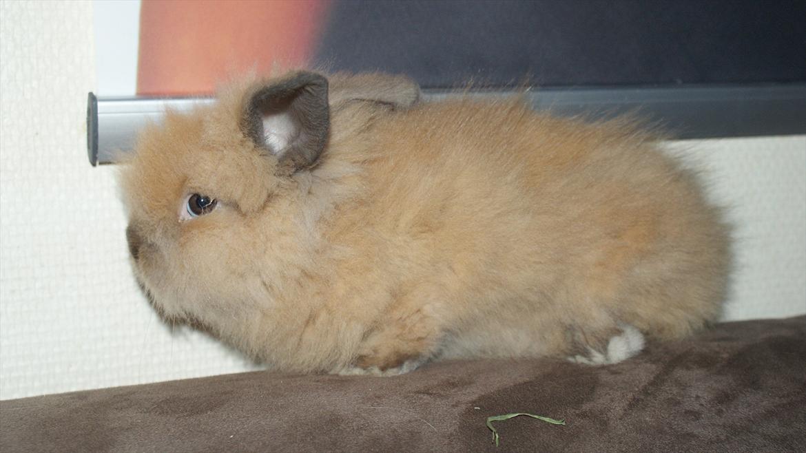 Kanin Angel billede 5