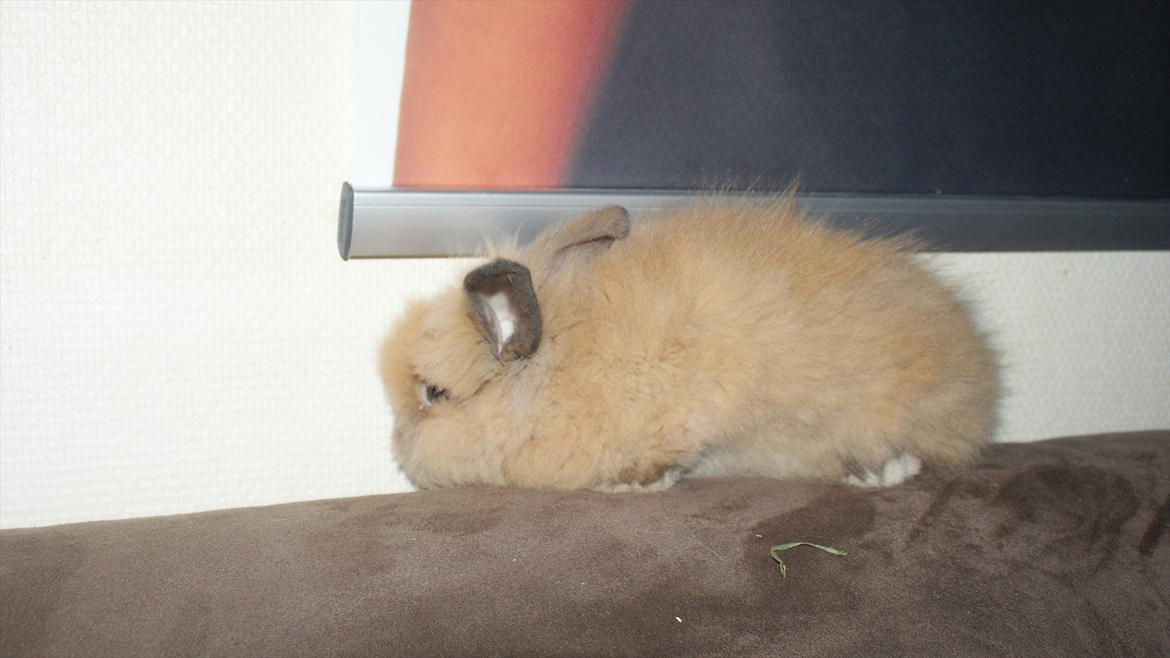 Kanin Angel billede 6