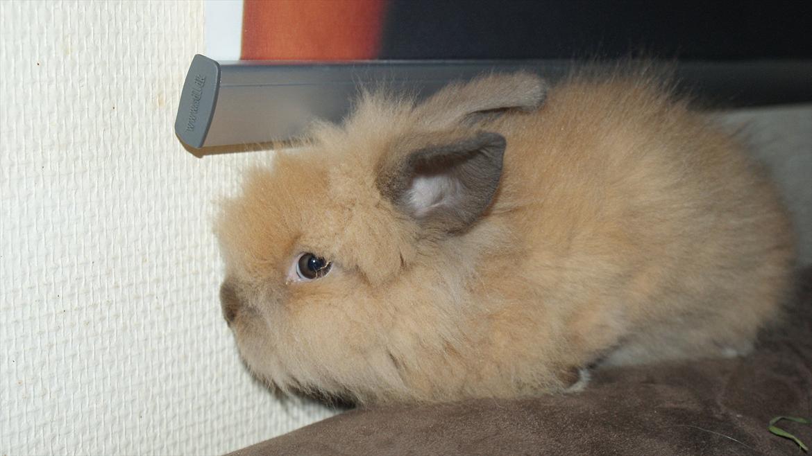 Kanin Angel billede 7