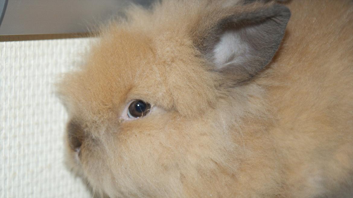 Kanin Angel billede 8