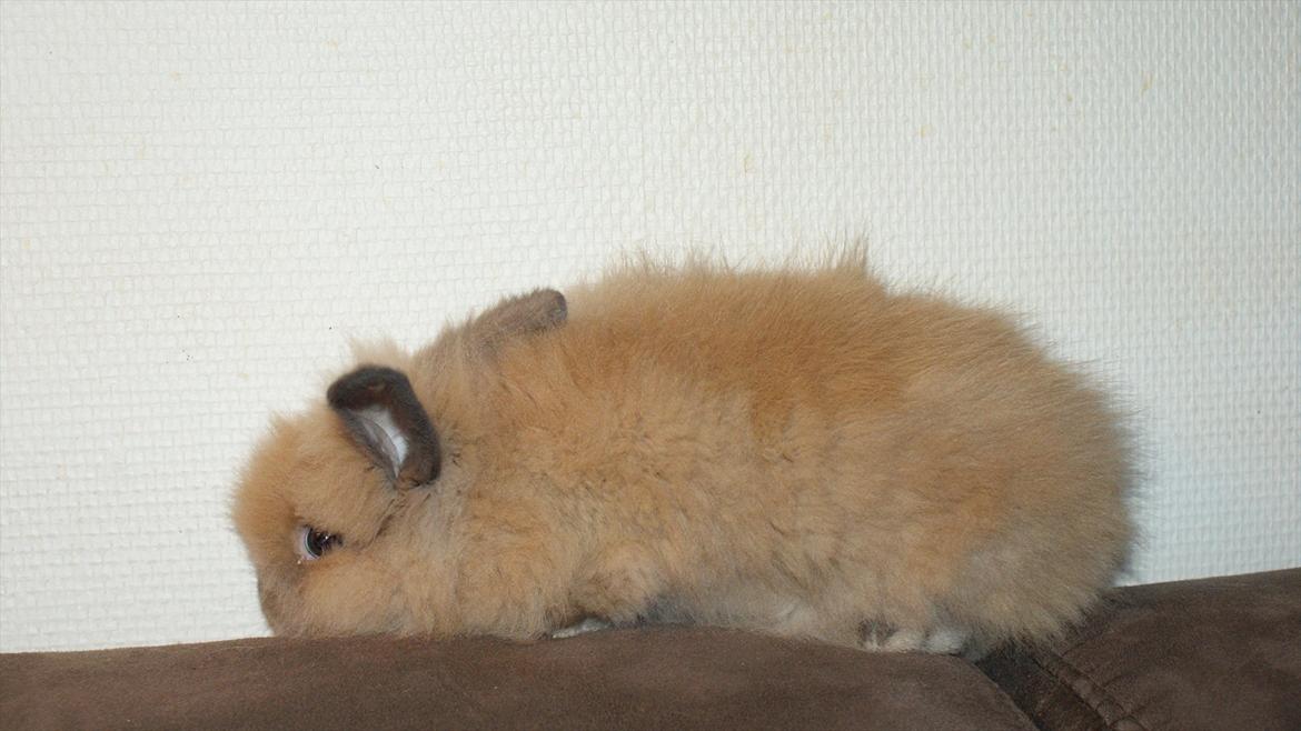 Kanin Angel billede 9