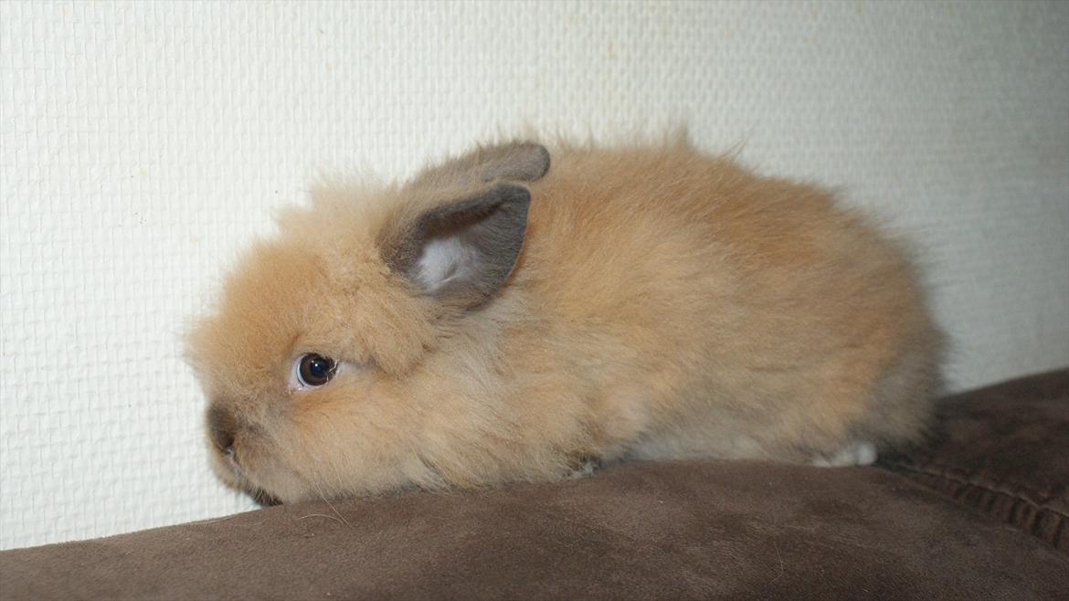 Kanin Angel billede 10