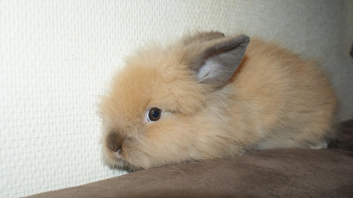 Kanin Angel billede 11